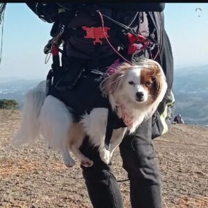 Seletes Dog - M